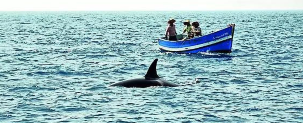 Orcas versenken ein weiteres Boot in der Naehe von Iberia