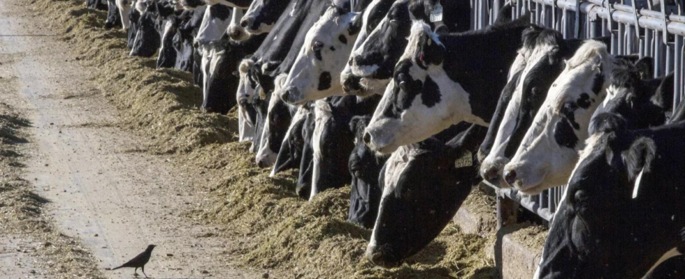 Vogelgrippevirus im Rindfleisch einer kranken Kuh gefunden US Behoerden erklaeren Fleisch