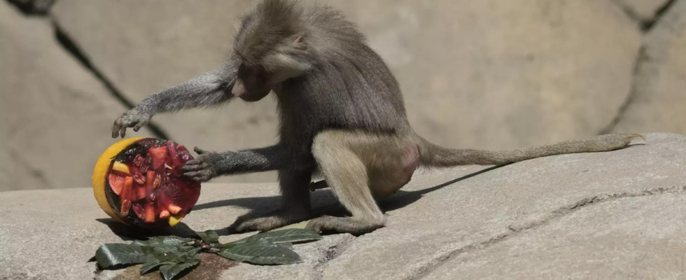 In Mexiko sterben waehrend der Hitzewelle immer noch Affen Voegel