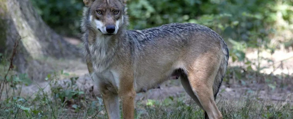 Joggerin nach Wolfsangriff in franzoesischem Tierpark auf der Intensivstation