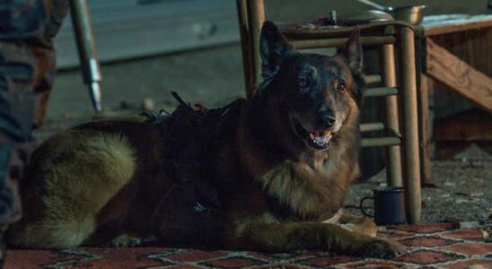 Norman Reedus und andere „Walking Dead Stars wuerdigen den guten Hund