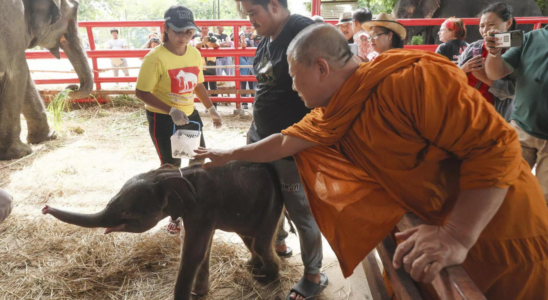 „Wunder Seltenes Elefanten Zwillingspaar in Thailand geboren