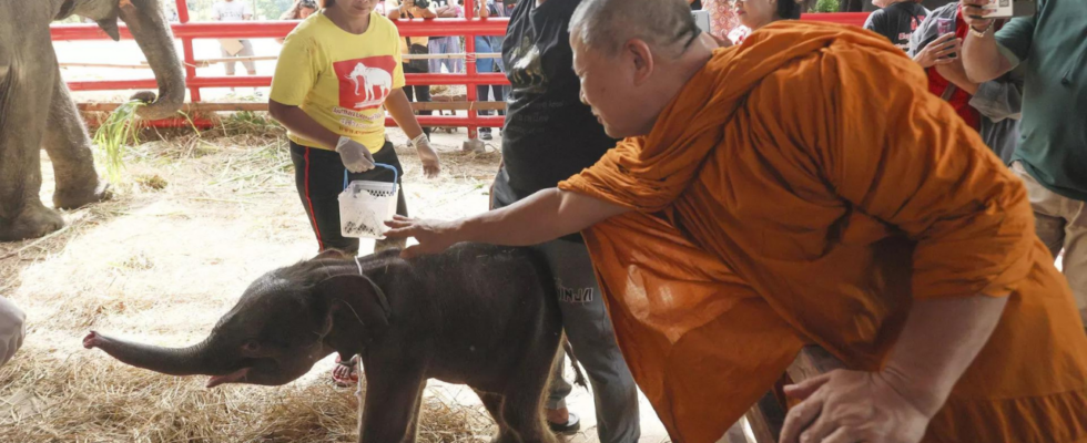 „Wunder Seltenes Elefanten Zwillingspaar in Thailand geboren