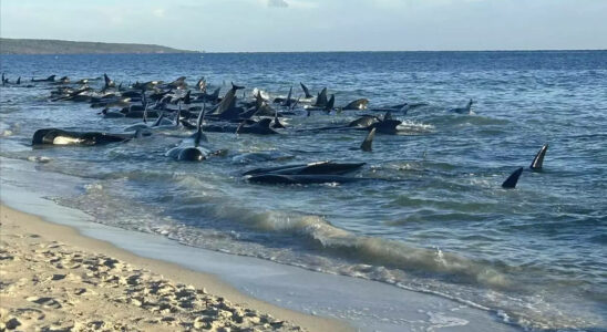 British Divers Marine Life Rescue „Massenstrandung von mehr als 70