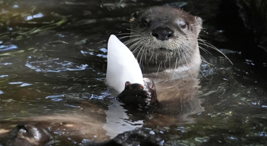 Gefrorene Leckereien kalte Duschen und viel Eis Floridas Zoo schuetzt