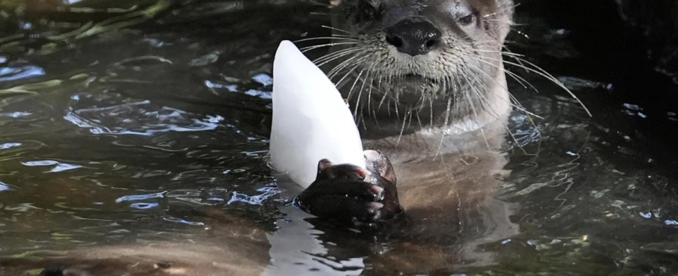 Gefrorene Leckereien kalte Duschen und viel Eis Floridas Zoo schuetzt