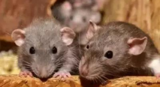 Hantavirus in den USA Toedliche Rattenkrankheit fordert vier Todesopfer Gesundheitsbehoerden