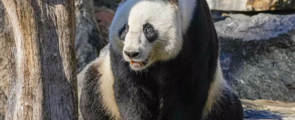 Hongkong Uebergabetag China schenkt Hongkong ein Paar Grosse Pandas