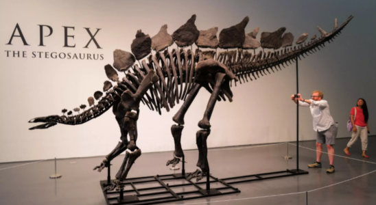 New Yorker Auktion versteigert 150 Jahre altes Stegosaurus Skelett Wie viel