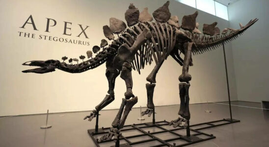 SothebyS Ein Stegosaurus mit dem Spitznamen Apex wird in New