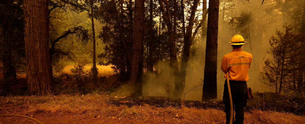 Verheerende Waldbraende in Nordkalifornien Warum es im Westen brennt und