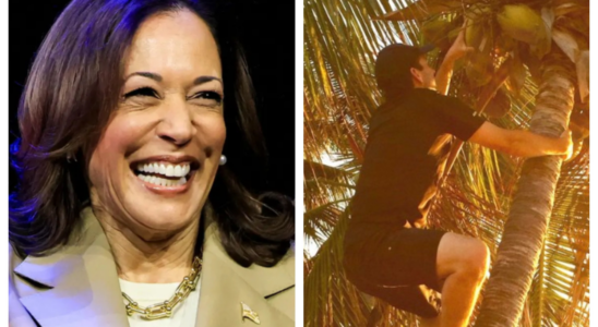 Was ist los an Kamala Harris‘ „Kokosnussbaum Meme