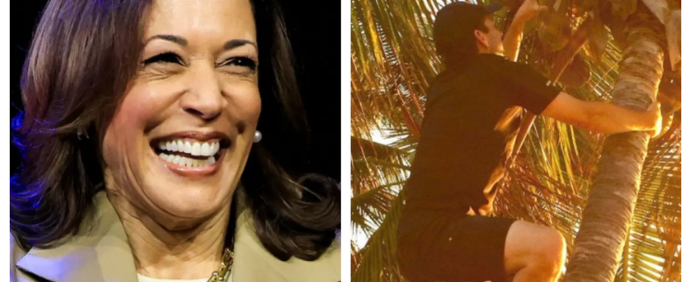 Was ist los an Kamala Harris‘ „Kokosnussbaum Meme