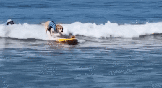 Ansehen Die Weltmeisterschaften im Hundesurfen begeistern die Massen in Pacifica