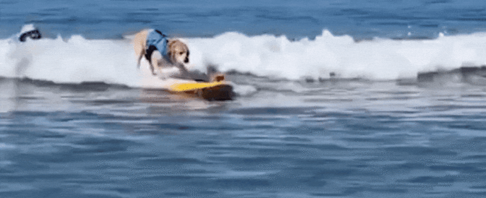 Ansehen Die Weltmeisterschaften im Hundesurfen begeistern die Massen in Pacifica