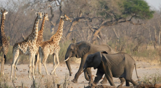 Grausame Ueberlebenstaktik Warum Namibia plant ueber 700 Tiere zu toeten