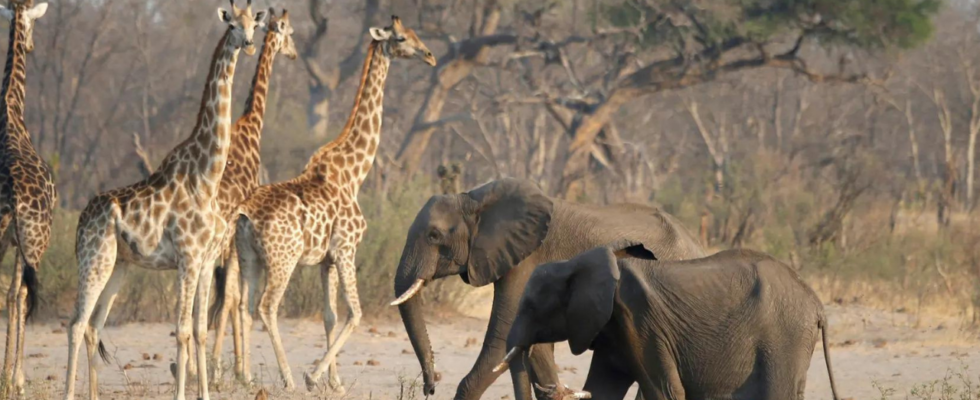 Grausame Ueberlebenstaktik Warum Namibia plant ueber 700 Tiere zu toeten