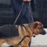 Professionelle Hundeausfuehrer sind sich nicht sicher ob JD Vance seinen