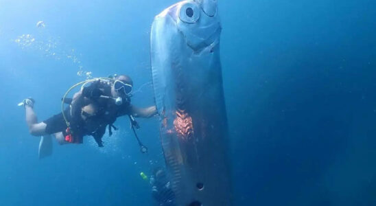 „Weltuntergangsfisch gefunden Seltener Riemenfisch wird in Kalifornien an Land gespuelt