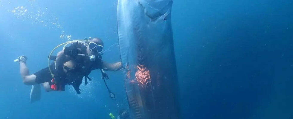 „Weltuntergangsfisch gefunden Seltener Riemenfisch wird in Kalifornien an Land gespuelt