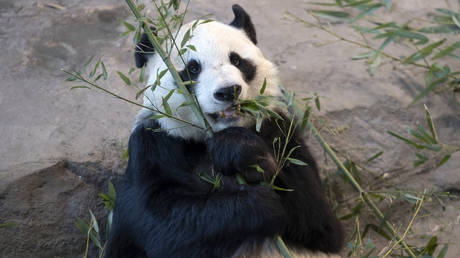 Finanzschwacher finnischer Zoo gibt chinesische Pandas zurueck — World