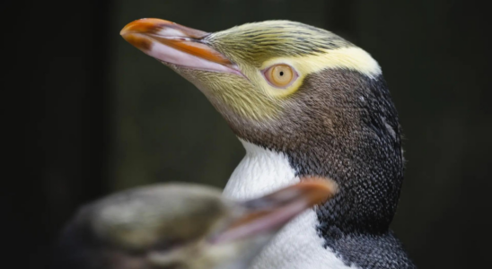 Hoiho gewinnt die Auszeichnung „Vogel des Jahres in Neuseeland