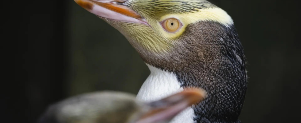 Hoiho gewinnt die Auszeichnung „Vogel des Jahres in Neuseeland