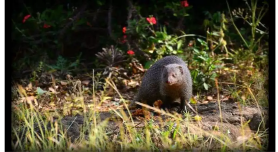 Japanische Insel rottet Kaninchen toetende Mungos aus