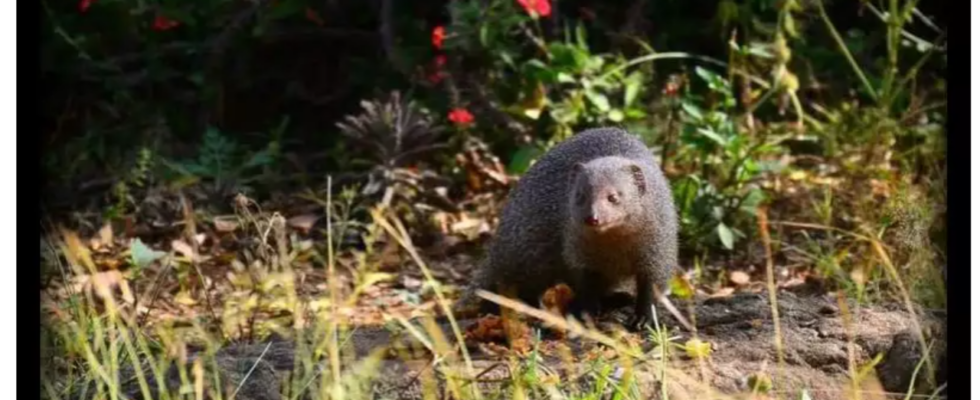 Japanische Insel rottet Kaninchen toetende Mungos aus