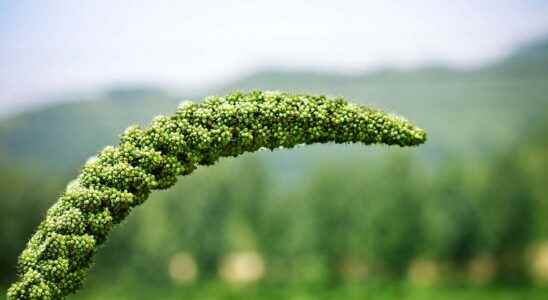 Cereal millet and sorghum millet