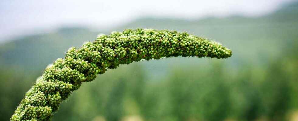 Cereal millet and sorghum millet