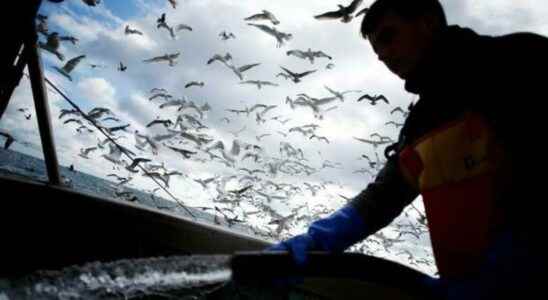 French fishermen go on the offensive in the English Channel