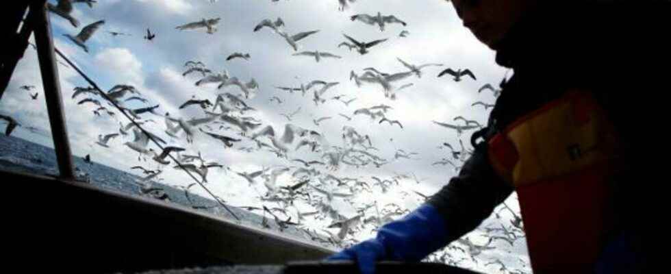 French fishermen go on the offensive in the English Channel