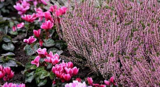 How to flower the garden in winter