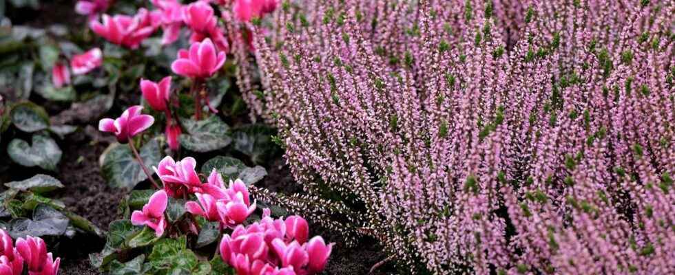 How to flower the garden in winter