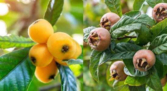 Medlar what is it