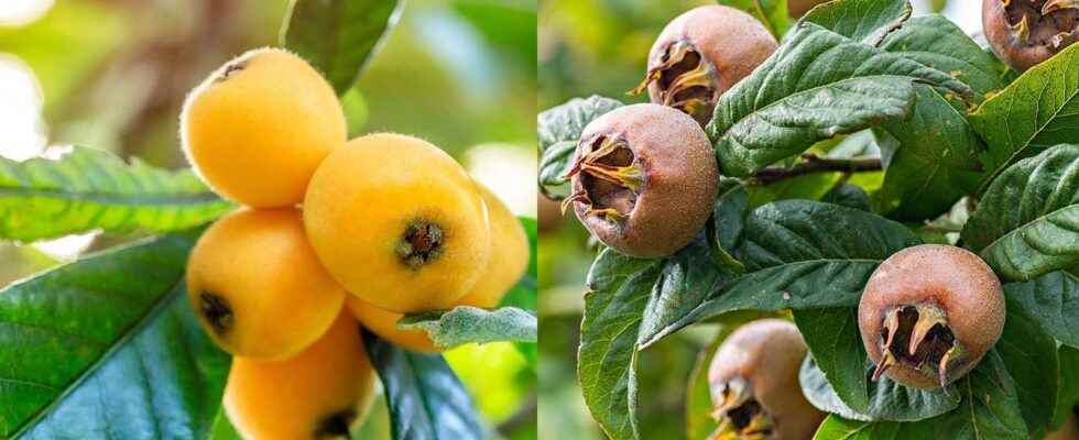 Medlar what is it