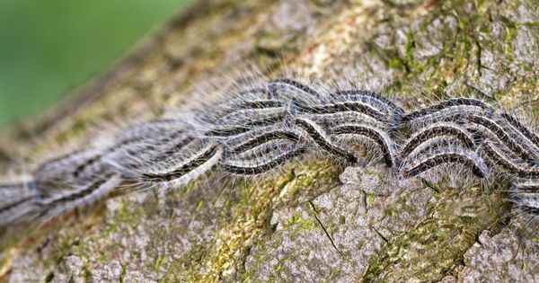 Processionary caterpillars invasions reported in France