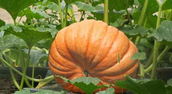 Pumpkin what is it