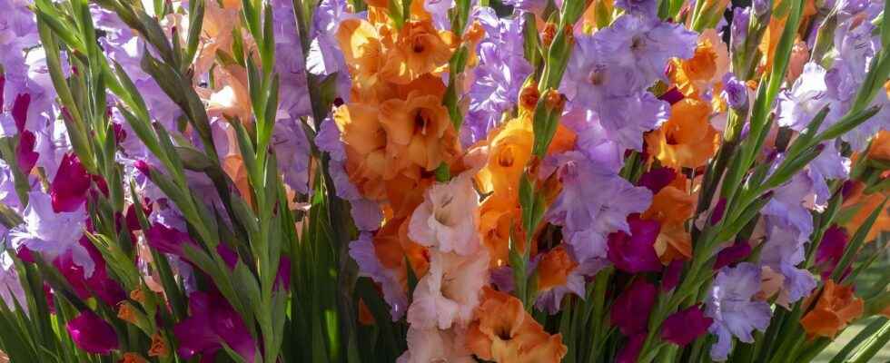 Should we dig up gladiolus bulbs or not