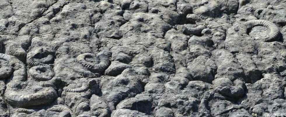 The Digne ammonite slab why such a large concentration of