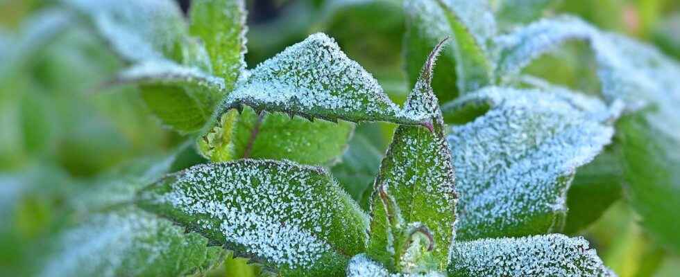 True False Do plants and pottery fear freezing