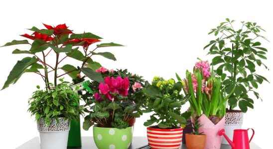 8 tips to help houseplants through the winter