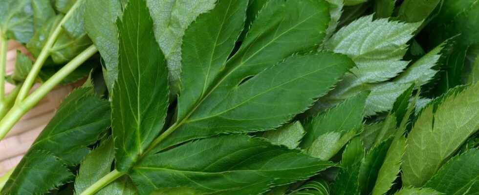 Ashitaba a Japanese plant with anti aging virtues