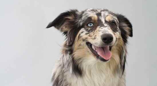 Australian Shepherd what is it