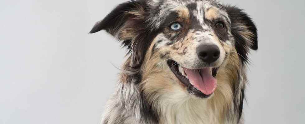 Australian Shepherd what is it