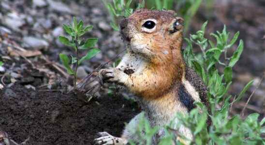 Beasts of science squirrels have a strong personality