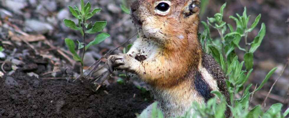 Beasts of science squirrels have a strong personality