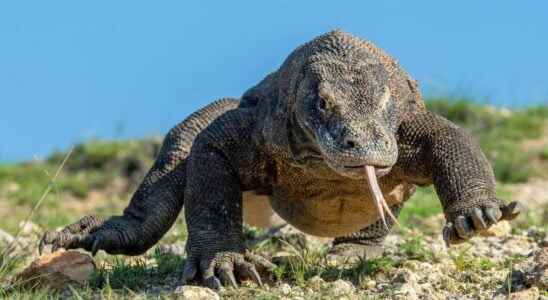 Beasts of science the Komodo Dragon bloodthirsty monster or clever