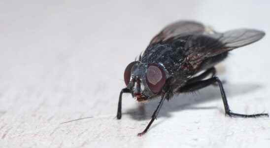 Beasts of science the fly and its integrated GPS